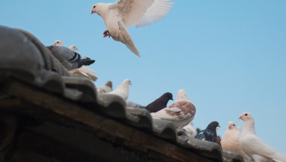 how to keep pigeons away from your garden