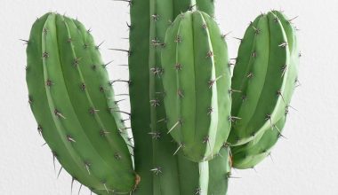 do all saguaro cactus bloom