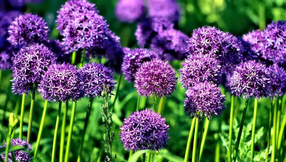 Are Alliums Perennials? With The Clearest Explanation