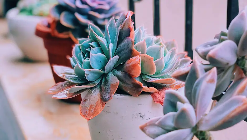 how to make a succulent glass bowl