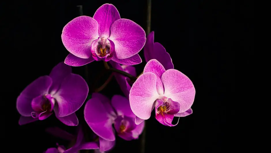 should you cut orchid stem after flowering