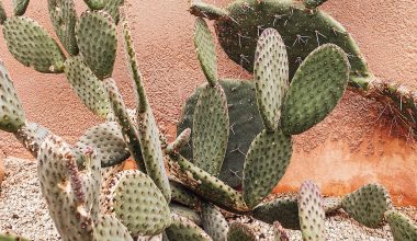how to fix an overwatered cactus