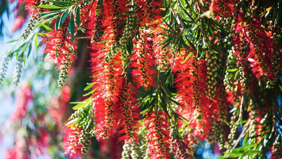 how to grow a bottlebrush tree from seed